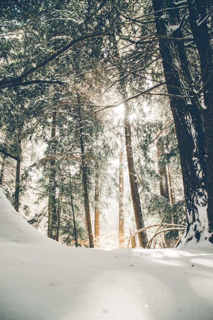 picture of trees in winter featured image for Depression and Anxiety Worse in Winter article